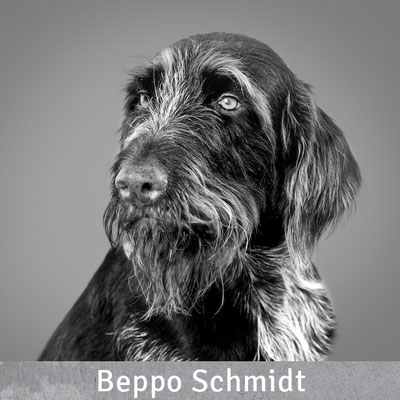 Beppo Schmidt, Regie und Mahnwesen