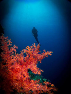 Gorgonie am Panorama Reef