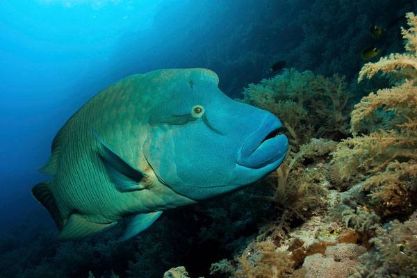 Napoleonfisch am Panoram Reef