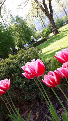 Schlosspark, Tulpen im Frühling ©Galerie Walker