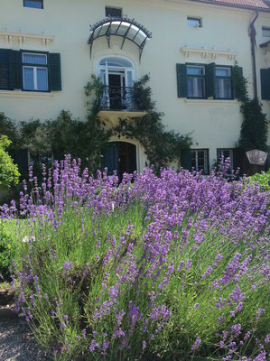 Schloss Ebenau im Sommer, Lavendelblüte ©Galerie Walker