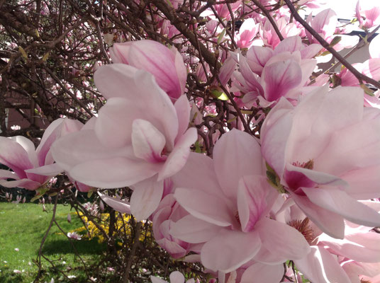 Schlosspark im Frühling, Magnolie ©Galerie Walker