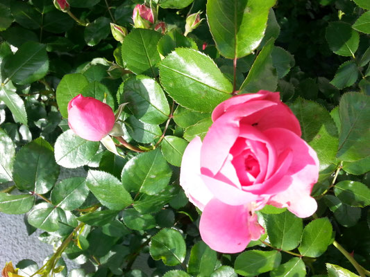 Schlosspark im Sommer, Rosen ©Dieter Arbeiter