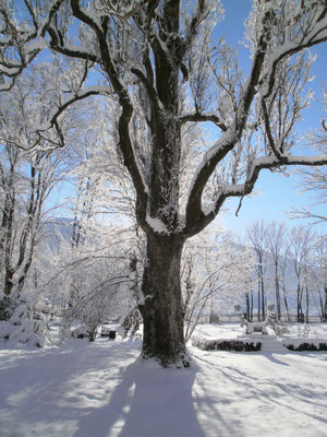 Schlosspark, im Winter ©Galerie Walker
