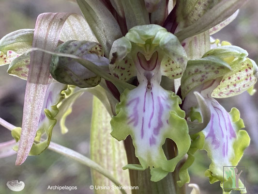 Himantoglossum robertianum