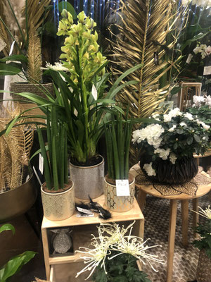 Orchidée cymbidium et autres plantes fleuries 