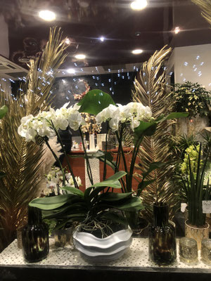 Orchidée blanche phalaenopsis Theatro en 4 tiges 