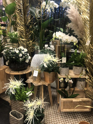 Chrysanthème Fireworks, azalée 