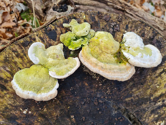 Buckeltramete (Trametes gibbosa) 