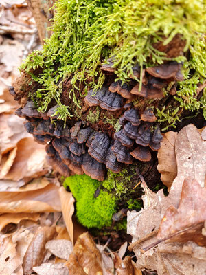 Rotbraune Borstenscheibe (Hymenochaete rubiginosa)