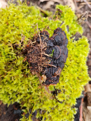 Rotbraune Borstenscheibe (Hymenochaete rubiginosa)