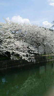 疎水の桜も今が最強！場所はおわかりになりますか？