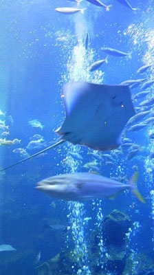 京都水族館の大水槽。オープン当時に２回ほど行きましたが、最近行ってません。塾で行きましょうか？