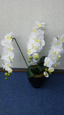 塾内にあるお花(造花)。名前はわかりますか？胡蝶蘭(ファレノプシス)です。花言葉は「幸運が飛んでくる」。