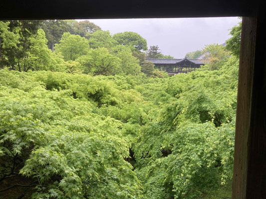 東福寺の青紅葉①