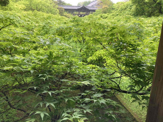 東福寺の青紅葉②