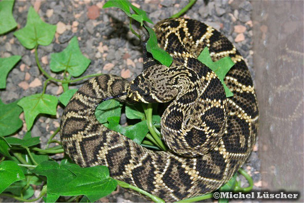 Crotalus adamanteus  0.0.1