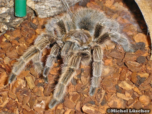 Grammostola rosea  0.1