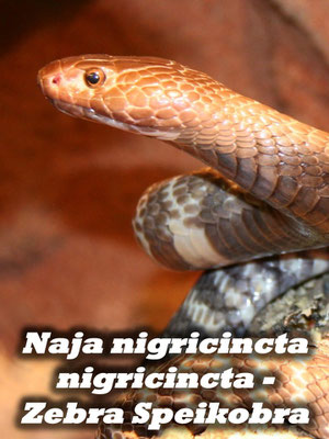 Naja nigricincta nigricincta - Zebraspeikobra