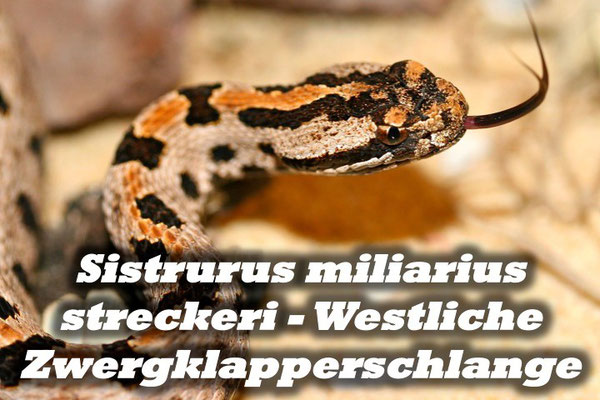 Sistrurus miliarius streckeri - Westliche Zwergklapperschlange