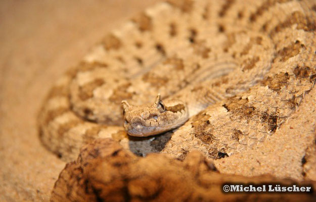 Crotalus cerastes cercobombus  1.0