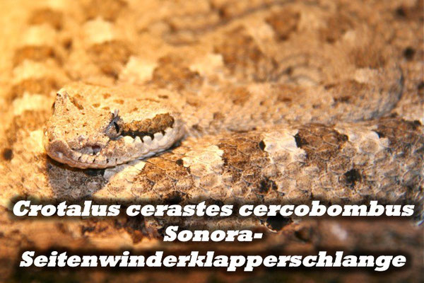 Crotalus cerastes cercobombus - Sonora-Seitenwinderklapperschlange 