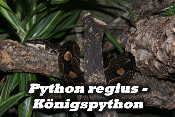 Python regius - Königspython