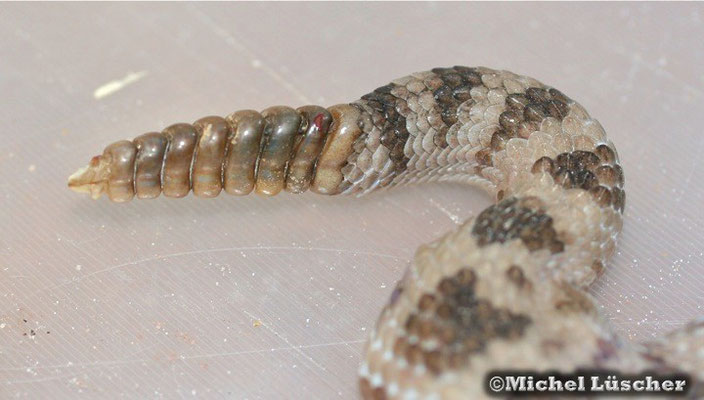 Crotalus scutulatus salvini  0.1