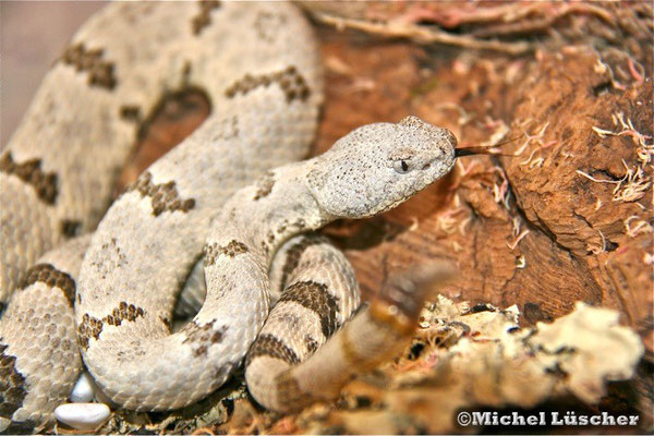 Crotalus lepidus lepidus  0.1