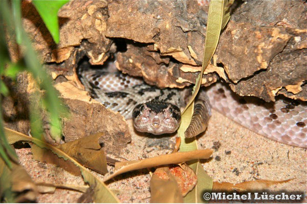 Crotalus scutulatus salvini  0.1