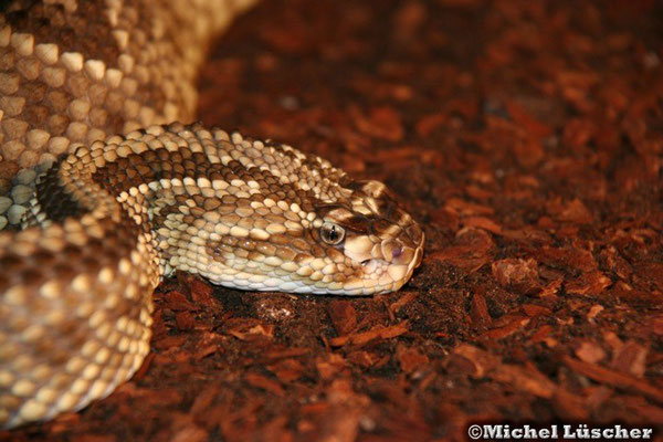 Crotalus durissus durissus  0.1