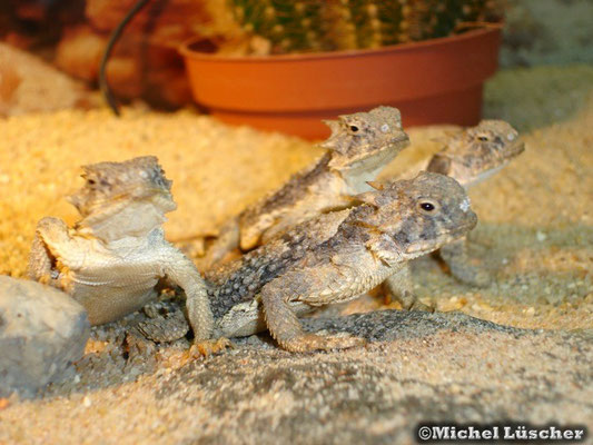 Phrynosoma platyrhinos