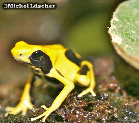 Dendrobates tinctorius