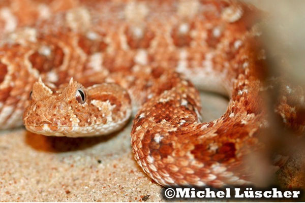 Bitis caudalis Namaqualand