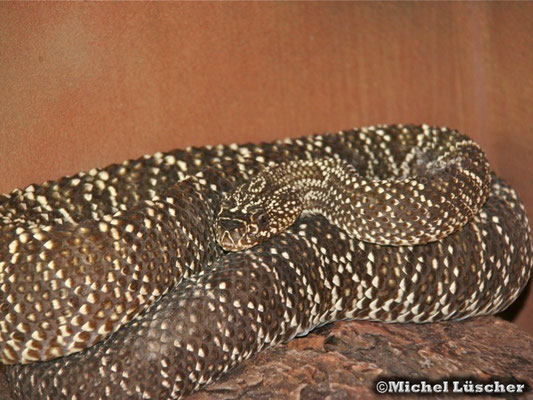 Crotalus durissus vegrandis  1.0