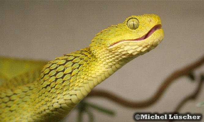 Atheris squamigera  0.1