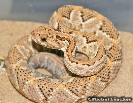 Crotalus durissus unicolor  1.0