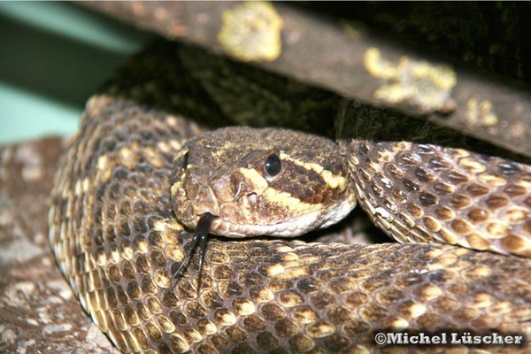 Crotalus adamanteus  0.1