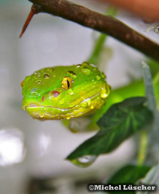 Trimeresurus albolabris  0.1