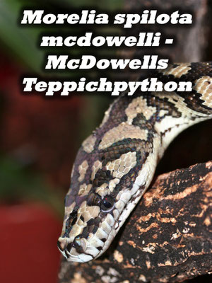 Morelia spilota mcdowelli - McDowells Teppichpython