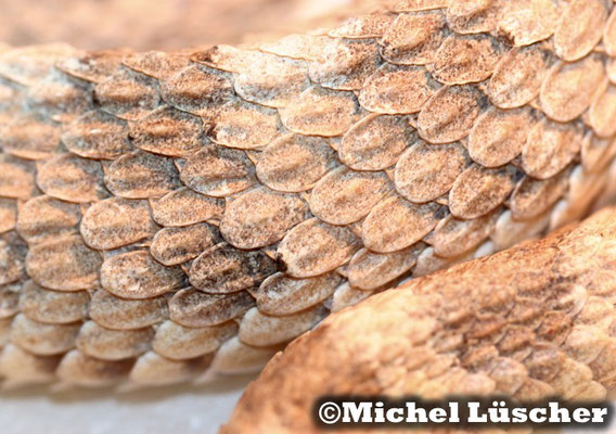 Crotalus cerastes cercobombus