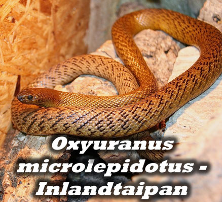 Oxyuranus microlepidotus - Inlandtaipan