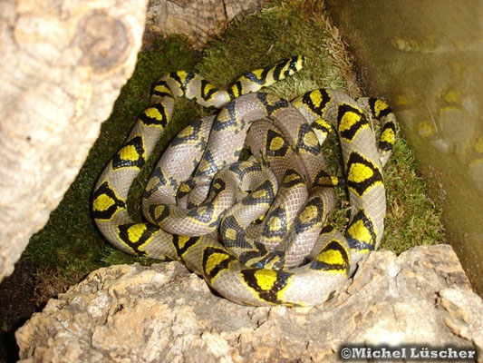 Euprepiophis mandarinus - Mandarinnatter