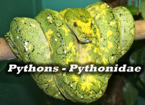 Pythons - Pythonidae
