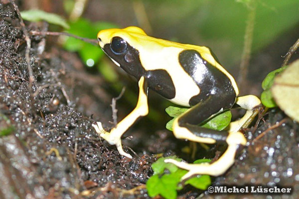 Dendrobates tinctorius