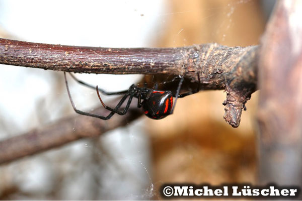 Latrodectus mactans mexicanus  0.1