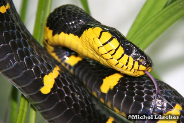 Boiga dendrophila melanota  1.0