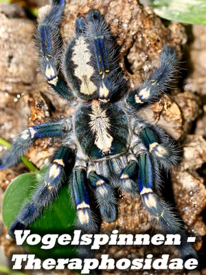 Vogelspinnen - Theraphosidae
