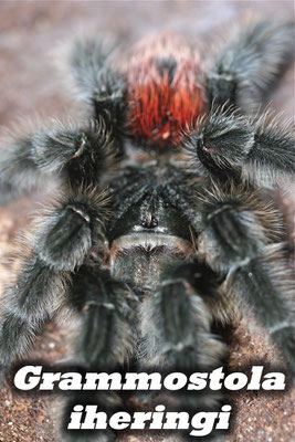 Grammostola iheringi