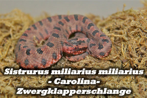 Sistrurus miliarius miliarius - Carolina-Zwergklapperschlange